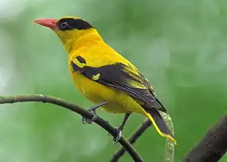 Schwarznackenpirol, (breiter Zügel reicht bis in den Nacken)