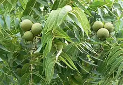 Blätter der Schwarznuss, eine Raupennahrung