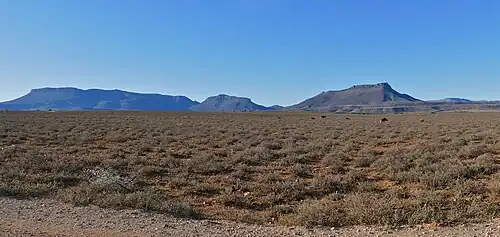 Weißschwanzgnus im Camdeboo-Nationalpark