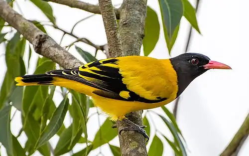 Bengalenpirol (Asien)