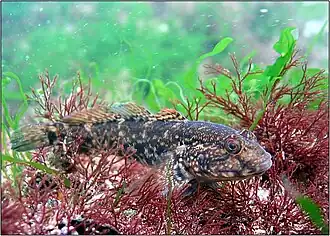 (Pinchuk-)Grundel 2) (Ponticola&nbsp;cephalargoides)