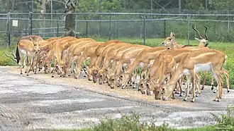 Hirschziegenantilopen, überwiegend Weibchen bei der Fütterung