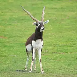 Hirschziegenantilope