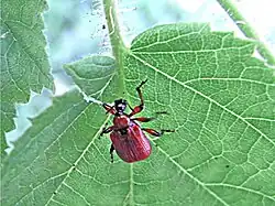 01: Der Käfer beginnt damit, die Blattspreite links nahe dem Stiel bogenförmig einzuschneiden