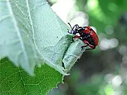 07: Die gefaltete Blattspitze wird nach oben gerollt, die Blattunterseite kommt im Wickel nach außen zu liegen