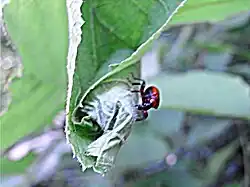 17: Sicht vom Blattrand her zu einem späteren Zeitpunkt