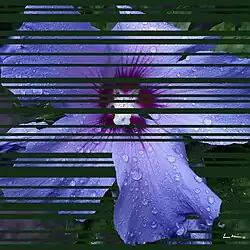 Blauer Hibiskus mit Barcode