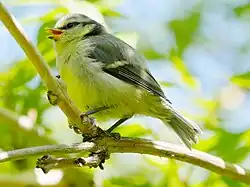 Nestling am Einflugloch und Jungvogel