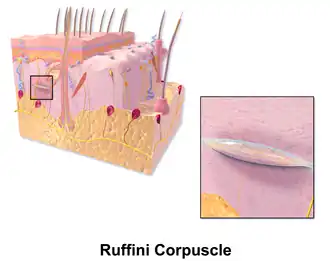 Ruffini-Körperchen, vor allem im Bereich Labia minora und der Klitorisvorhaut (-haube), Praeputium clitoridis;[68] Dehnungsrezeptor, d.&nbsp;h. reagieren auf Druck und horizontale Dehnung.