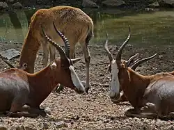 Blessböcke (Damaliscus phillipsi)