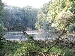 Blick auf den Altrheinarm Runkedebunk, rechts die Insel Horn