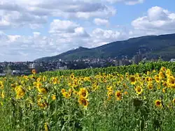 Blick auf Neustadt und das Hambacher Schloss