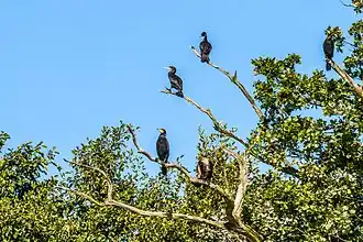 Kormorane an den Blumberger Fischteichen