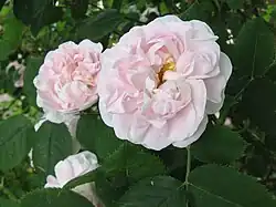 ‘Maiden’s Blush’, Rosa alba, vor 1500