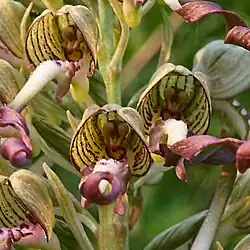 Bocksriemenzunge (Himantoglossum hircinum)