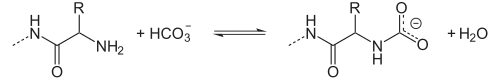 Gleichgewicht zwischen Aminogruppen und Carbamatgruppen bei Anwesenheit von Hydrogencarbonat.