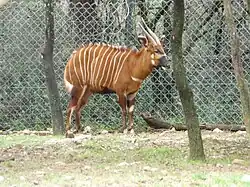 Bongo (Tragelaphus eurycerus)
