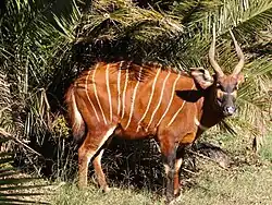 Bongo (Tragelaphus eurycerus)