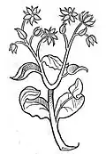 Borago. Hortus sanitatis. Mainz 1491