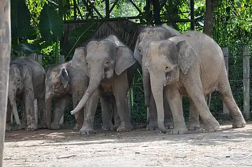 Borneo-Zwergelefantenherde, 2013