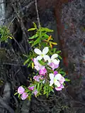 Die seltene Imlay Boronia (Boronia imlayensis) in der Gipfelregion des Mount Imlay