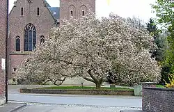 Habitus eines älteren Baumes.
