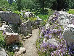 Pflanzen aus dem Hochgebirge