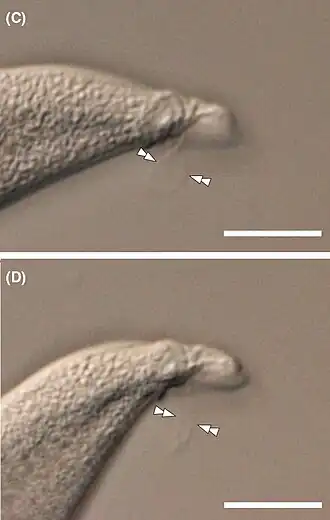DIC-Aufnahmen lebender Trophozoiten. Vorderende einer Zelle mit zwei kurzen Geißeln (Doppelpfeile). Balken: 10&nbsp;µm.