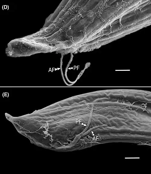 REM-Aufnahmen des „Vorderen Apparats“ (englisch anterior apparatus)[A. 1] mit vorderer und hinterer Geißel (Af&nbsp;respektive PF). Balken: 2&nbsp;µm.