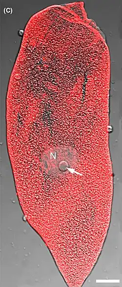 Aufnahme eines Trophozoiten, rot zeigt α-Tubulin an. N:&nbsp;Zell­kern, Balken: 20&nbsp;µm.