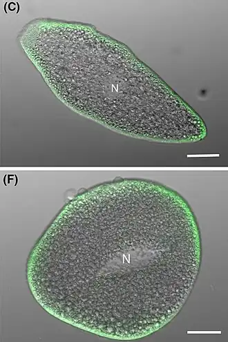 Konfokale LSM-Aufnahme von zweier verschieden gestreckter Trophozoiten, die vielen Mitochondrien grün gefärbt (unter der Zellmembran sitzend). Balken: 20&nbsp;µm