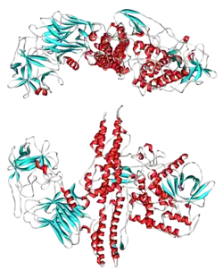 Botulinumtoxin Serotyp A (Clostridium botulinum)