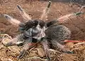 Brachypelma emilia