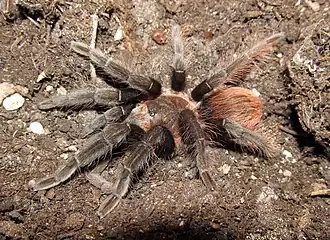 Brachypelma vagans
