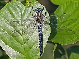 Kleine Mosaikjungfer