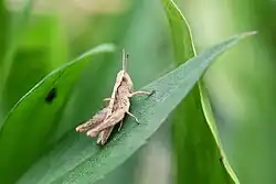 Larve eines Braunen Grashüpfers