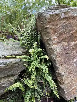 Braunstieliger Streifenfarn (Asplenium trichomanes)