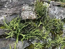 Braunstieliger Streifenfarn (Asplenium trichomanes)