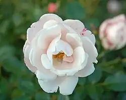 ‘Brautzauber’, Noack, 1999