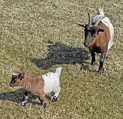 Zwergziegen in Breibach