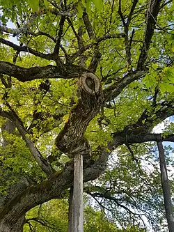 Die meisten der Starkäste wurden durch hölzerne Stützen stabilisiert.