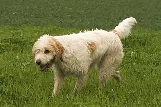 Briquet Griffon Vendéen