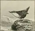 Wasseramsel aus dem Buch British Birds von William Henry Hudson, 1921