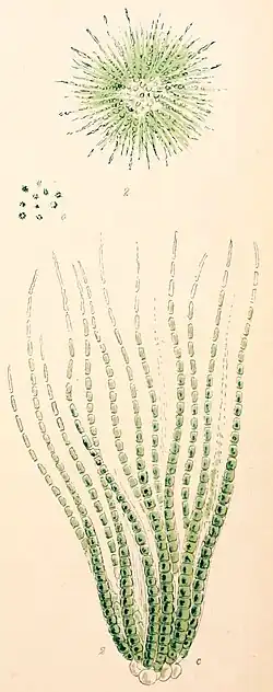 R. echinata, Illustration von ca. 1825.