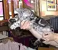 Britisch Kurzhaar, Silber-Tabby