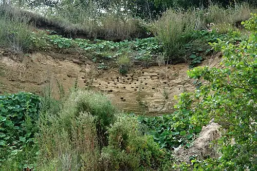 Bruthöhlen der Uferschwalbe