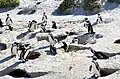Bruthöhlen der Brillenpinguine, Boulders Beach (2017)