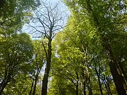 Totholz im Buchenwald