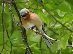 Männchen im Sommerkleid mit grauem Oberkopf, schwarzer Stirn, stahlblauem Schnabel und rotbrauner Kopfseite