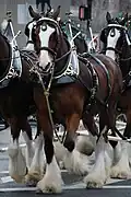 Clydesdale-Gespann zu Werbezwecken für die Biermarke Budweiser